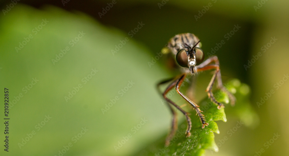 Stripe-Legged Robberfly (Dioctria baumhaueri) Stripe-Legged Robberfly (Dioctria baumhaueri)