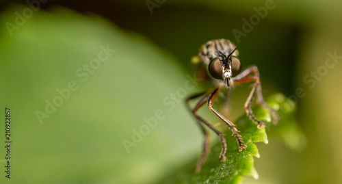 Stripe-Legged Robberfly (Dioctria baumhaueri) © Mark
