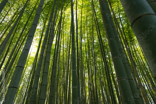 Fototapeta Naklejka Na Ścianę i Meble -  Bamboo grass stalk plants stems growing in dense forest as a peaceful green background