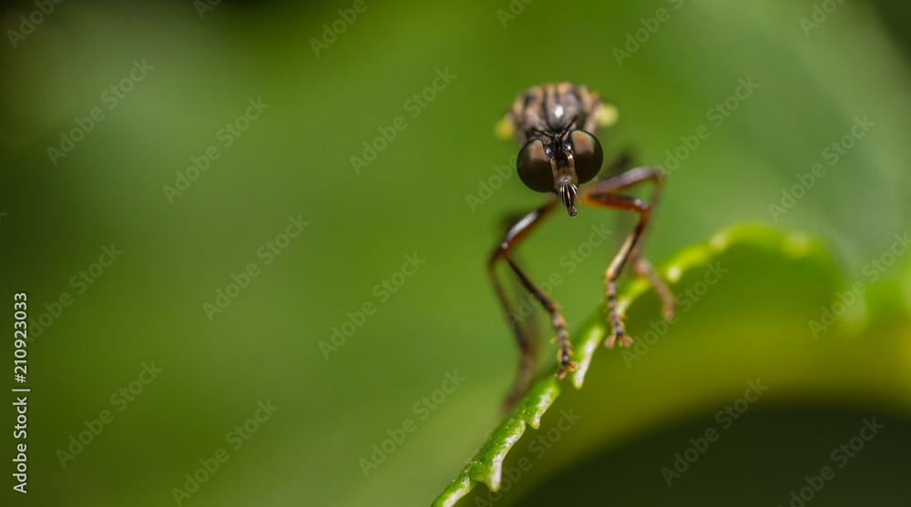 Stripe-Legged Robberfly (Dioctria baumhaueri) Stripe-Legged Robberfly (Dioctria baumhaueri)