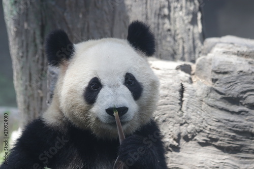 Fototapeta Naklejka Na Ścianę i Meble -  Giant Panda eats Bamboo Leaves, Dian Dian, Beijing, China