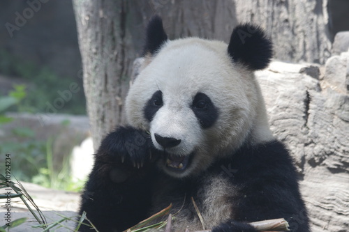 Fototapeta Naklejka Na Ścianę i Meble -  Giant Panda eats Bamboo Leaves, Dian Dian, Beijing, China