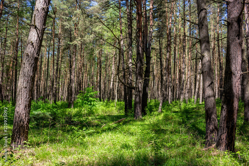 Obraz premium Beautiful thick pine with a weak underwood