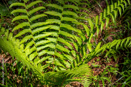The plant is a fern in the forest in the rays of the sun
