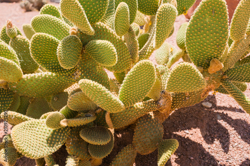 Cactus Growing in Bright Sunlight