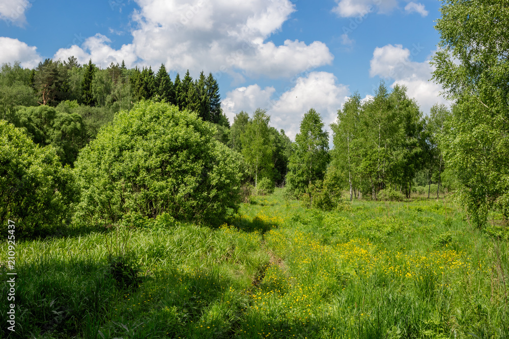 Wilderness in the Gorodjanka River Valley, Maloyaroslavetsky District, Kaluzhskaya Region, Russia
