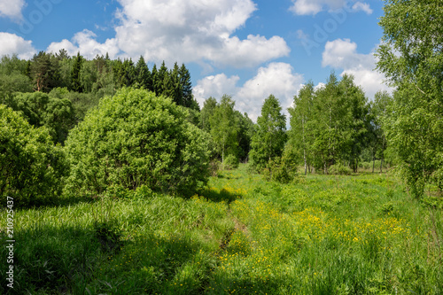 Wilderness in the Gorodjanka River Valley  Maloyaroslavetsky District  Kaluzhskaya Region  Russia  