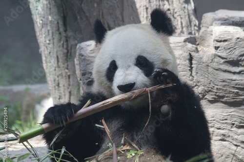 Fototapeta Naklejka Na Ścianę i Meble -  Giant Panda eats Bamboo Leaves, Dian Dian, Beijing, China