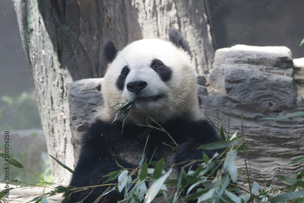 Naklejka premium Giant Panda eats Bamboo Leaves, Dian Dian, Beijing, China