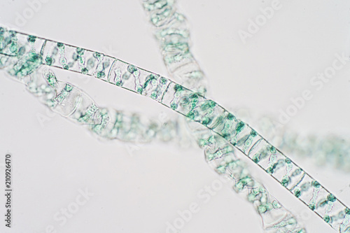 Spirogyra is genus of filamentous charophyte green algae photo