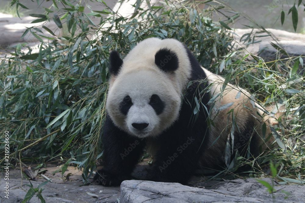 Fototapeta premium Giant Panda in Beijing Zoo, China