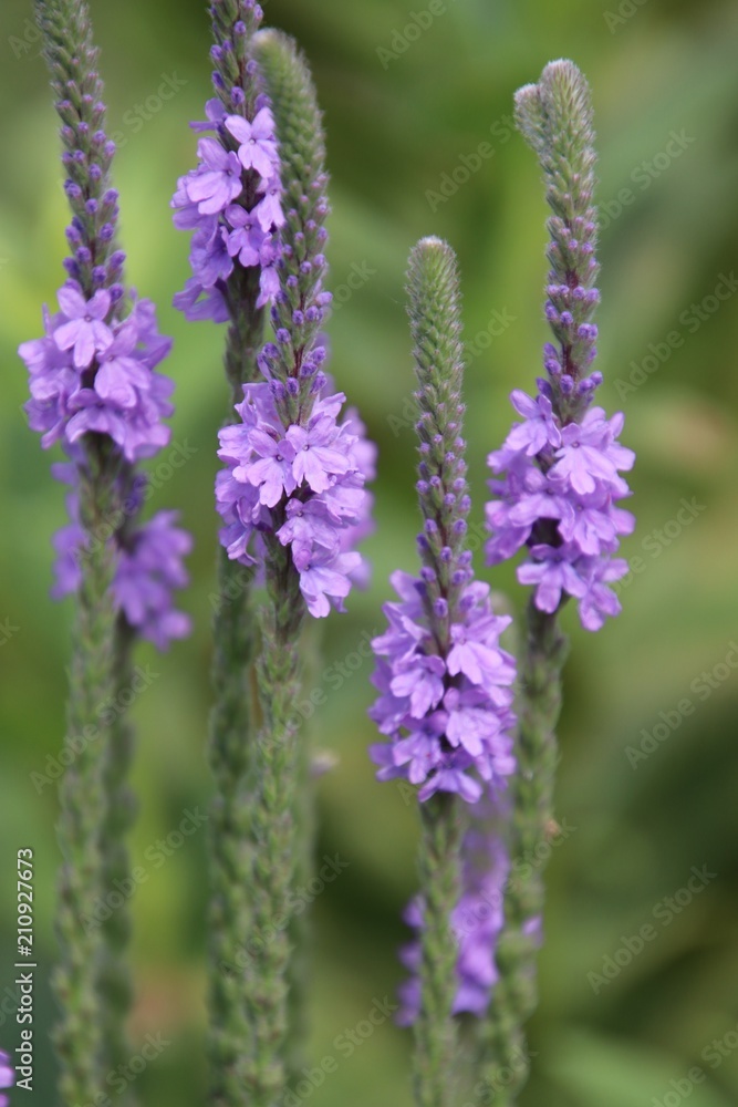 Obraz premium Garden Beauty