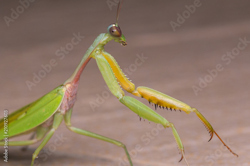 Beautiful Green mantis of Sabah, Borneo