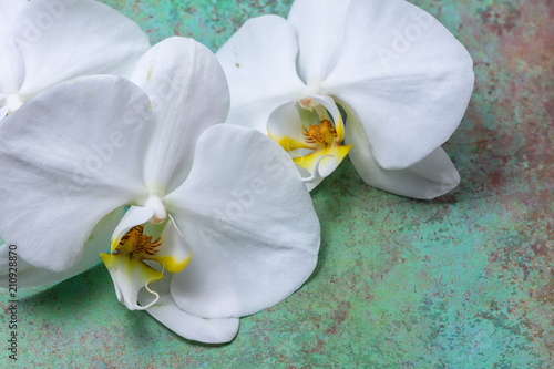 White orchids border on green grunge background with room for copy text