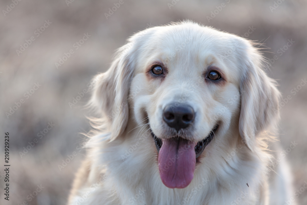可愛い犬 可愛い犬