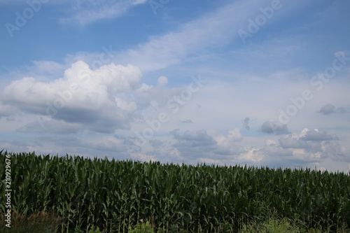 Field of Dreaming photo