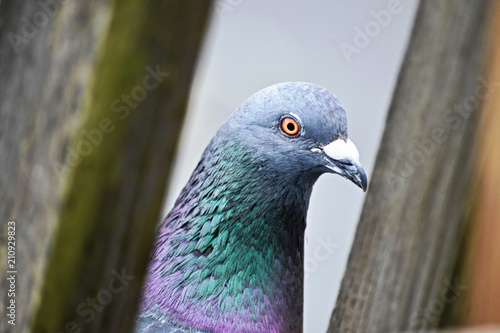 Pigeon Peekaboo