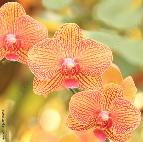 Close-up of yellow pink orchid  Bouquet of flower orchid