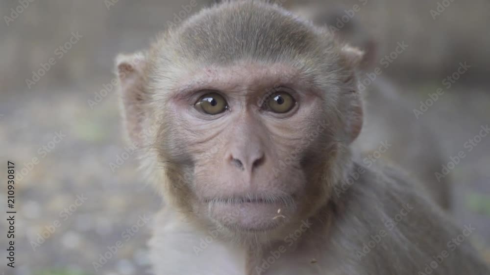 monkey close up looking into camera. Cinematic 120fps monkey close up looking into camera. Cinematic 120fps