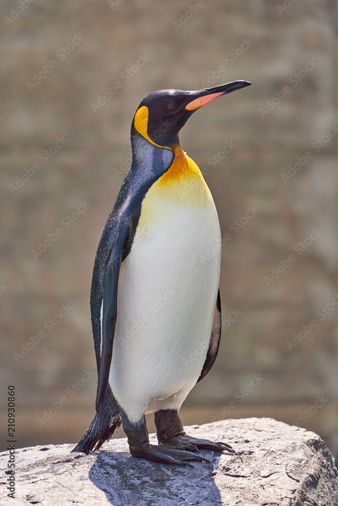 Fototapeta premium 旭山動物園のキングペンギン