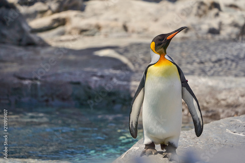 旭山動物園のキングペンギン
