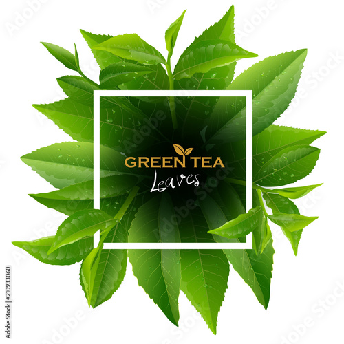 Green tea leaves vector nature background.