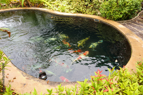 colorful fancy carps koi fish in garden pond photo