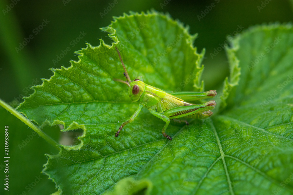 Grasshopper on a Pumpkin Plant Leaf Grasshopper on a Pumpkin Plant Leaf