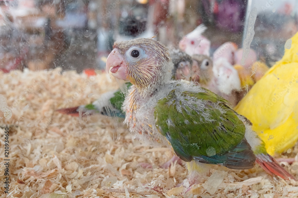 Naklejka premium Baby green-cheeked conure bird in pet shop