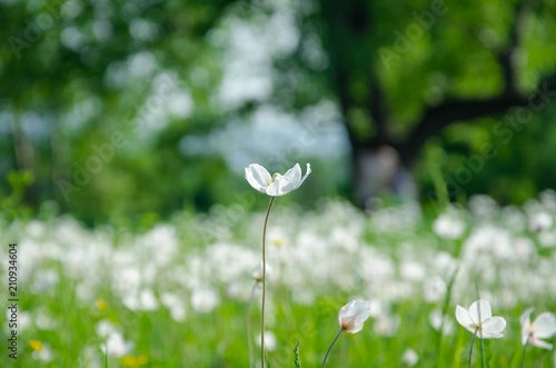 beautiful white flower in summer