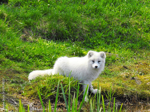 White arctic fox contrasting with green grass in the country