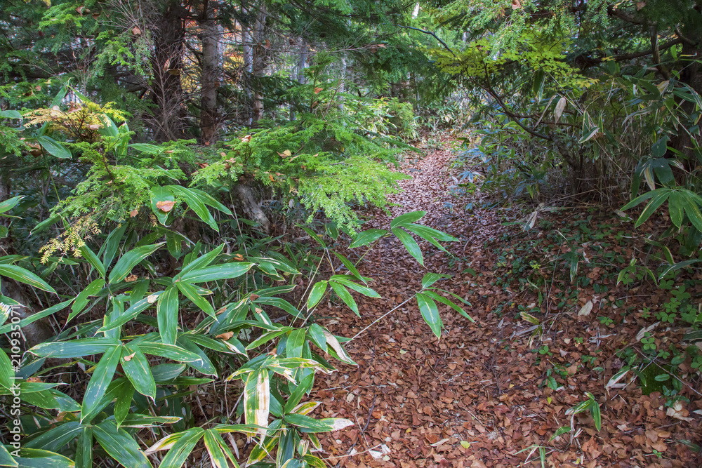 Fototapeta premium 志賀高原を彩る錦秋の喝采