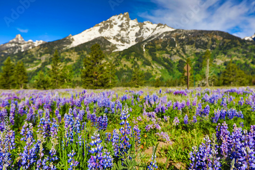 Lupine flowers in bloom at the base of the Grand Teton Mountains in Jackson Wyoming.