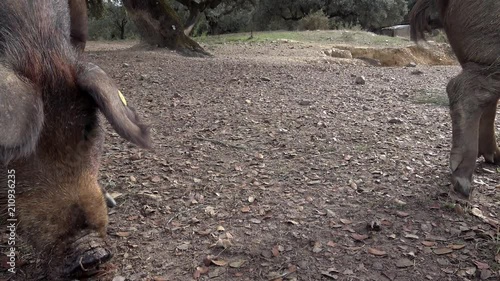 4K, Black Iberian pigs grazing through the oak trees in the grassland of Extremadura, Spain dehesa landscape. Spanish hogs eating acorn in field. Pig herd pasturing in a green meadow-Dan