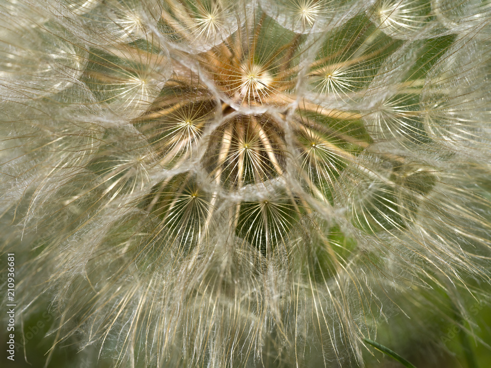 Fototapeta premium Found some giant dandelion in a Texas state park. Natural sun lights lay on the plants, giving all parts transparent feeling.