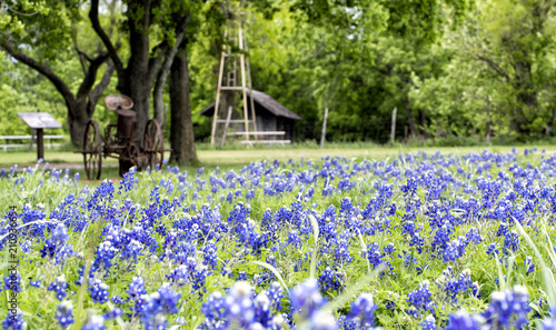 Spring time, bluebonnets blossom in a Texas state park. On the background are some old farm buildings and farming tools.