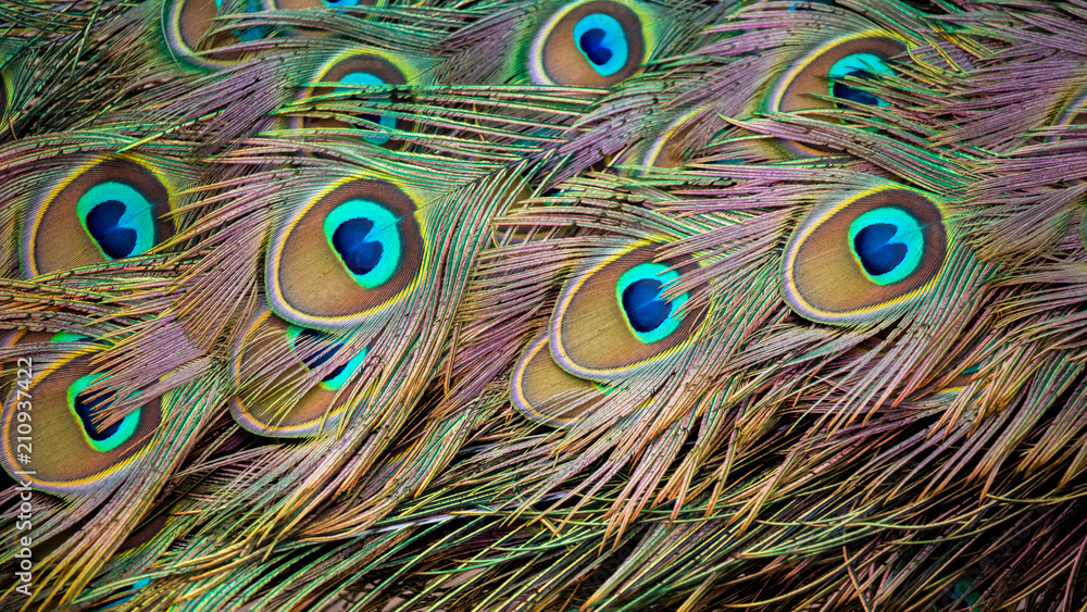 Obraz premium Peacock 's tail