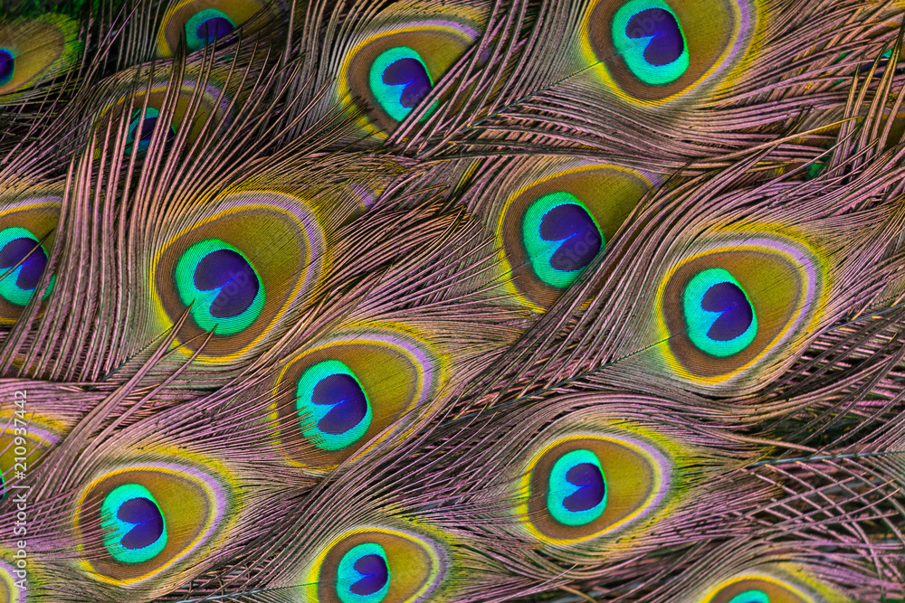 Obraz premium Peacock 's tail