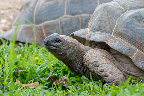 Giant Aldabra Tortoise