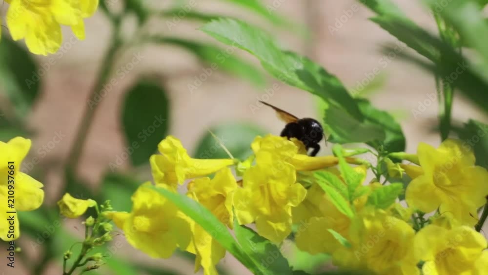 Carpenter Bumble Bee on Yellow Flowers Carpenter Bumble Bee on Yellow Flowers