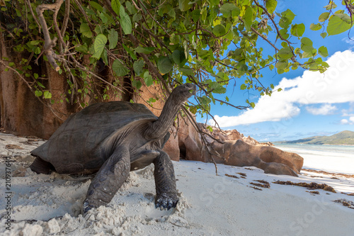 Aldabra tortoise on the beach