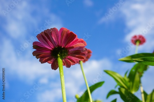 pink zinnia elegans flower in nature garden