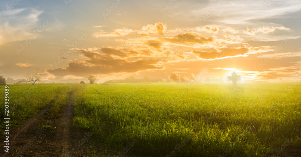 Landscape sunset on rice field with beautiful blue sky and clouds background.