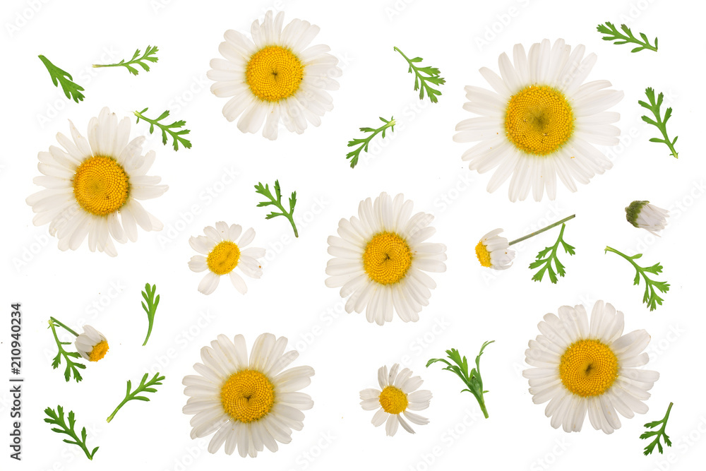 chamomile or daisies with leaves isolated on white background. Top view. Flat lay