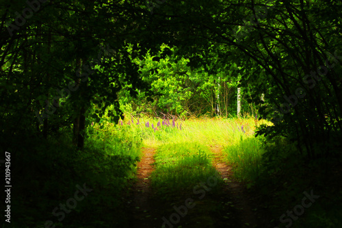 The hidden road in the wood. Secret path in the forest.