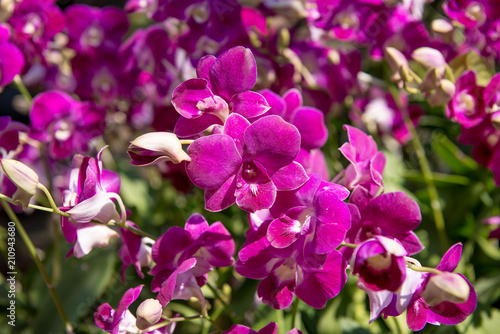 beautiful orchid flowers in garden