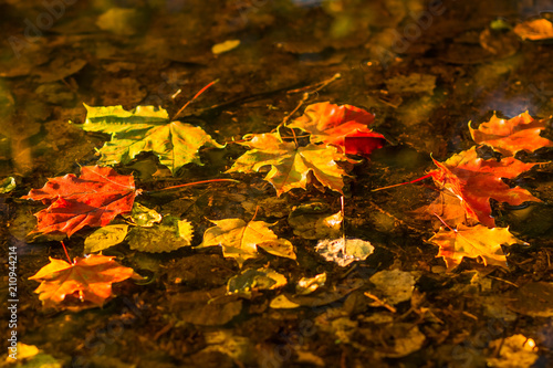 yellow, colorful maple leaves floating on the dark water. maple leaf in water, pond, lake. Hello Autumn, october nature colors. Copy space. Seasonal changes.