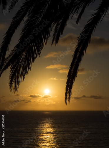 Silhouette of tropical palm fronds with the setting sun  clouds and sky behind it leaving a shimmering trail of light over the pacific ocean