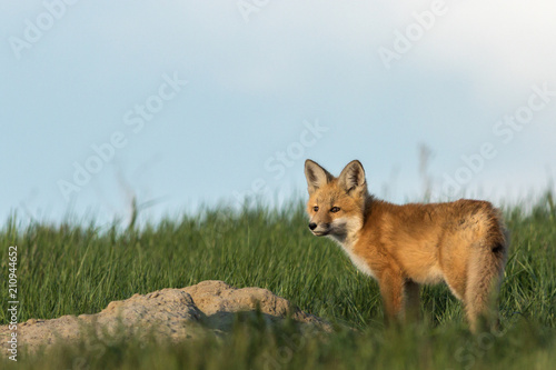 Fox pup standing outside of the den.