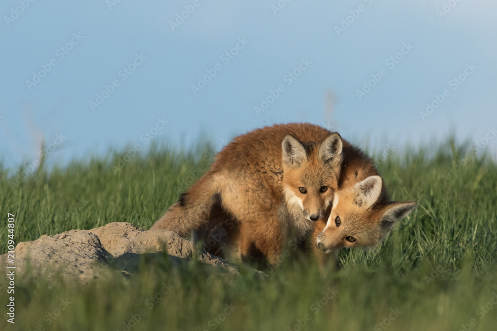 Obraz premium Red fox pups playing with one another.